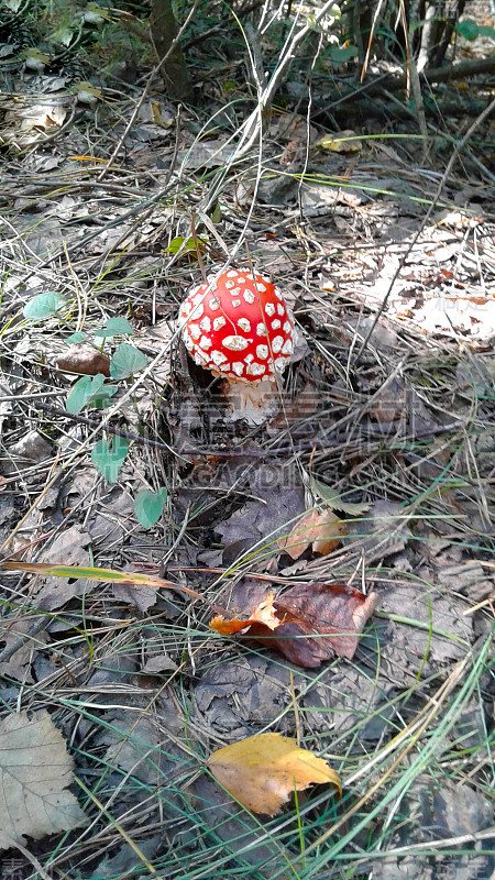 飞木耳，鹅膏菌——一种小的有毒蘑菇，白色斑点上有一顶红帽子。秋天来了。