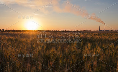 夕阳下的麦田和发电站。