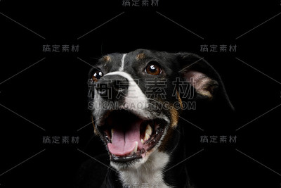 一个可爱的杂种狗的肖像