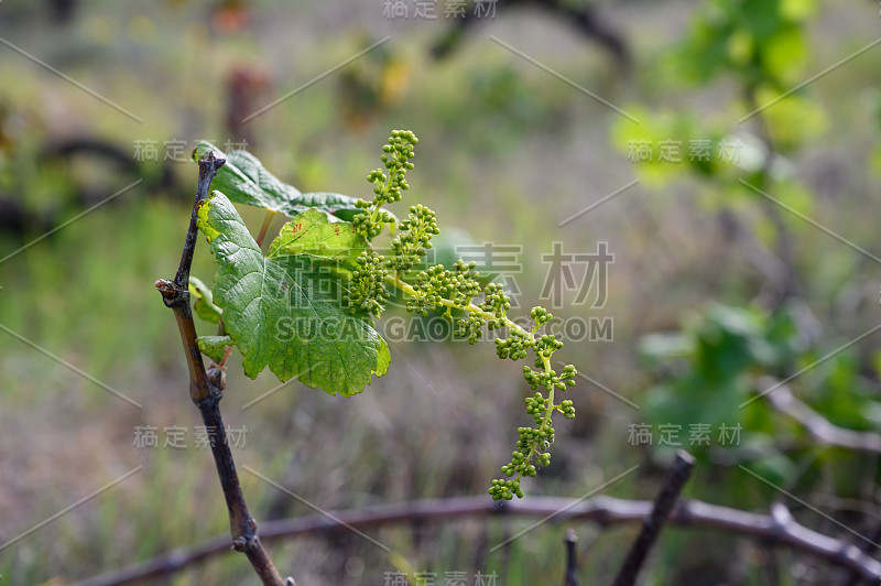 西班牙加那利拉帕尔马岛北部葡萄酒产区，春季葡萄植株上的嫩枝