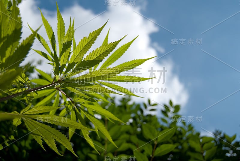 大麻植物和蓝天