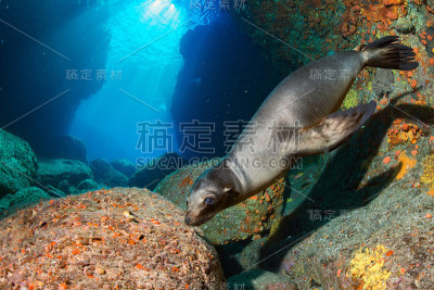 小狗海狮在水下看着你
