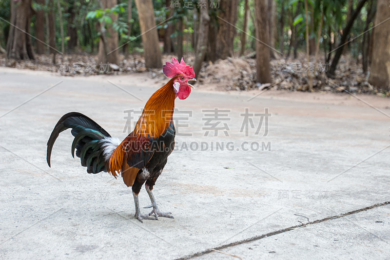 地板上的公鸡