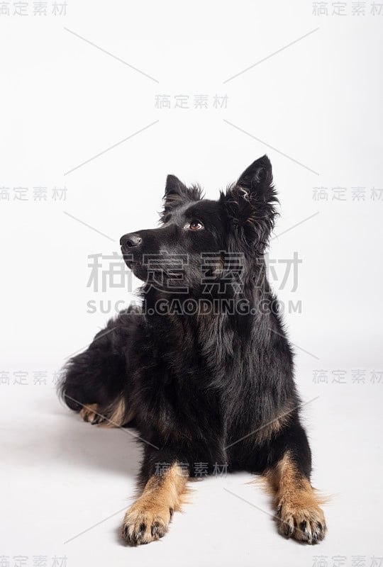 美丽的黑人女性边境牧羊犬混合躺在地板上看白色的背景