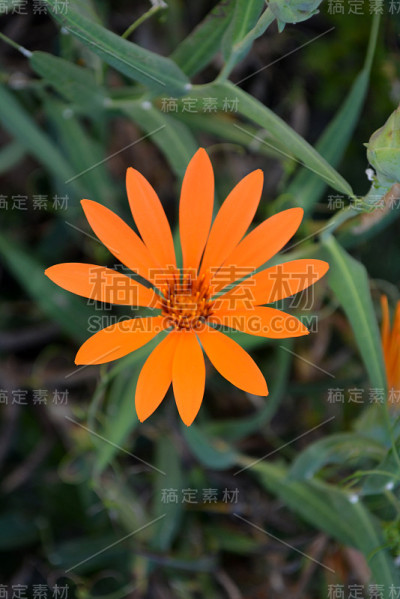 橘色花