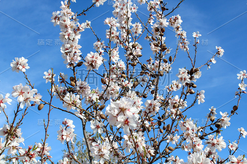 早春开花的杏树。杏仁花。杏花在博尔赫斯Blanques, Les Garrigues，莱莱达，西班牙