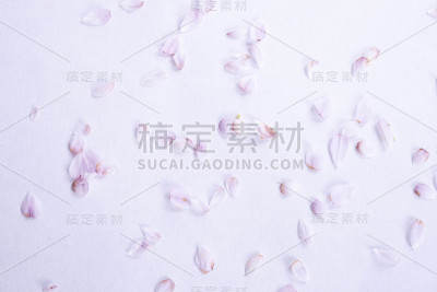 白色床单上的米色花瓣