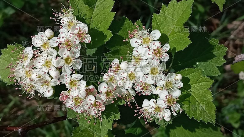 山楂在花园里或森林里开花。白花绿叶。