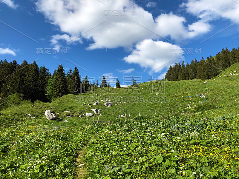 瑞士施维茨州内塔尔的瓦格塔勒尔湖(Waegitalersee)山谷中的高山牧场和草地