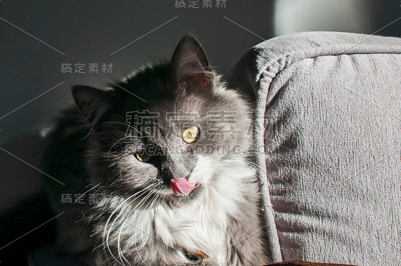 年轻的灰色的猫