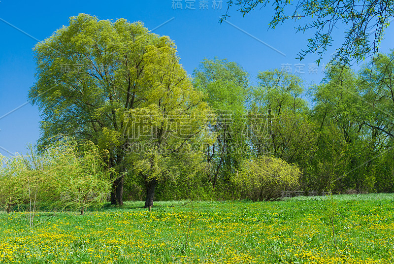 黄绿色春天的风景