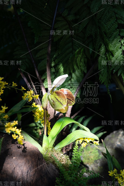 兜兰皮诺曹兰花的花蕾即将绽放