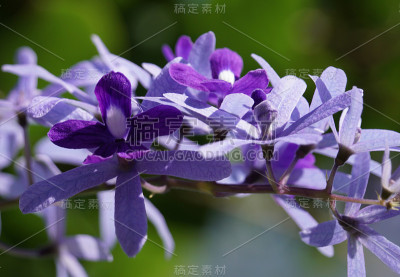 女王花环上美丽的紫色花朵