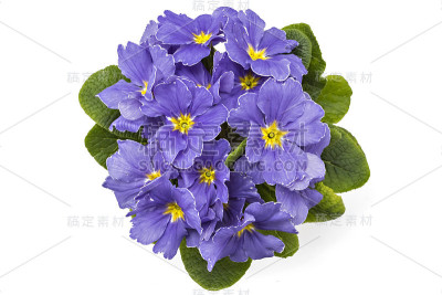 报春花，报春花