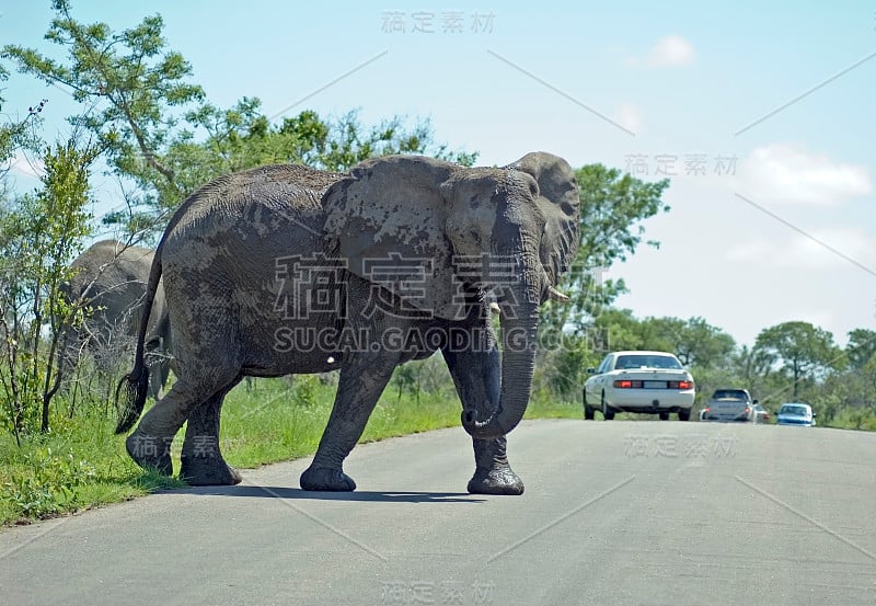 非洲象