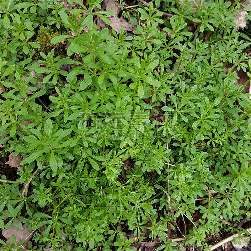 切菜刀、鹅肝、幼苗、芽