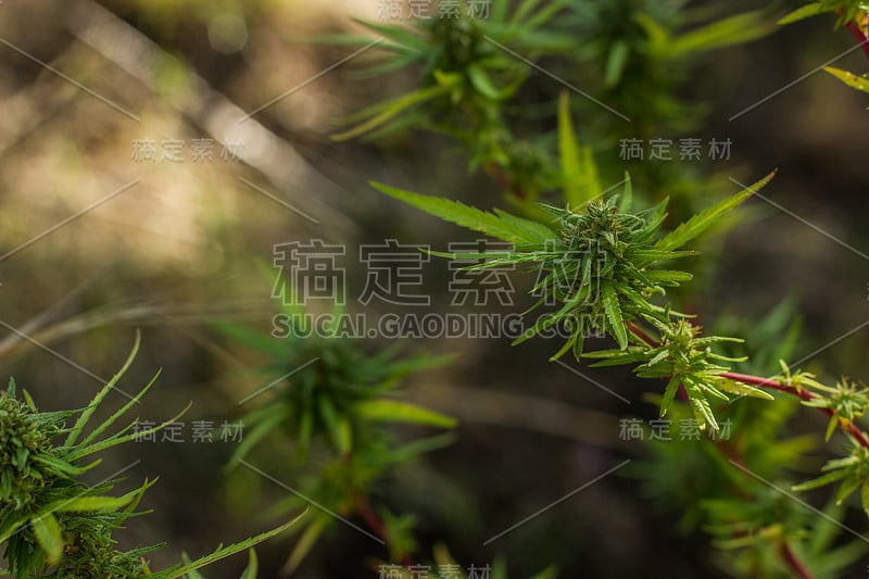 软焦点外花概念大麻绿色植物生长在一些农田野生空间在地球南部地区