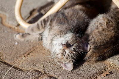 猫咪咪玩