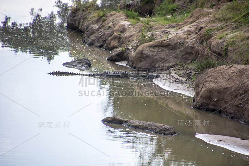 尼罗河鳄鱼躺在水里，头靠在岸边