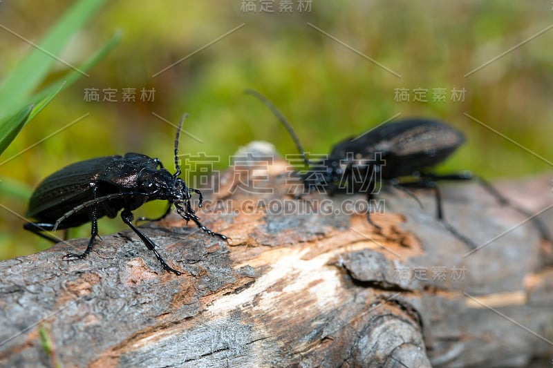 甲虫，自然界的地甲虫，绿苔宏观