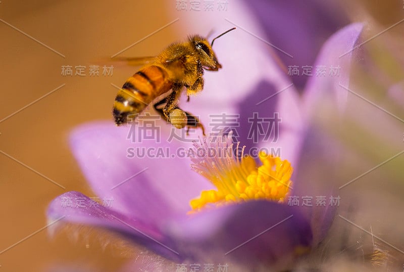 蜜蜂和欧洲pasquflower