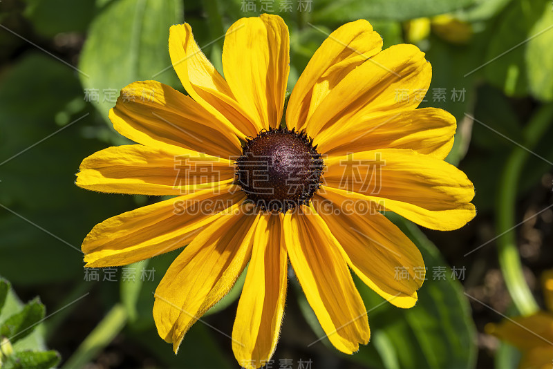 Rudbeckia hirta《爱尔兰之春》