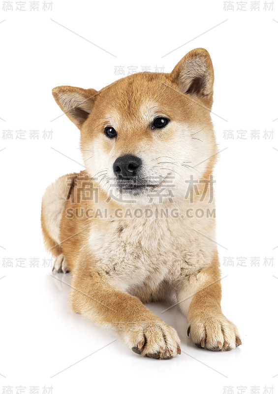 柴犬