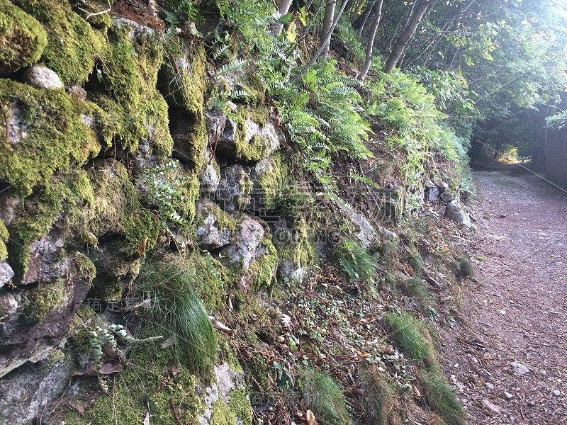 森林和山地景观