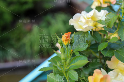 黄玫瑰盛开