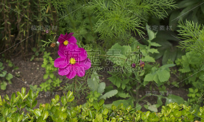 花——宇宙