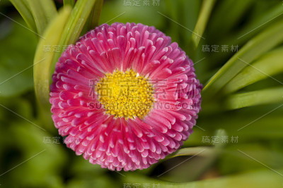 雏菊在春天开花