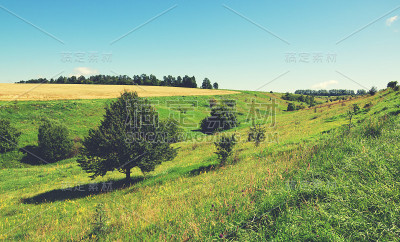 阳光明媚的夏季景观，树木生长在山坡上
