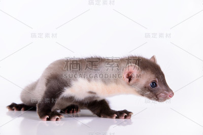 小动物貂