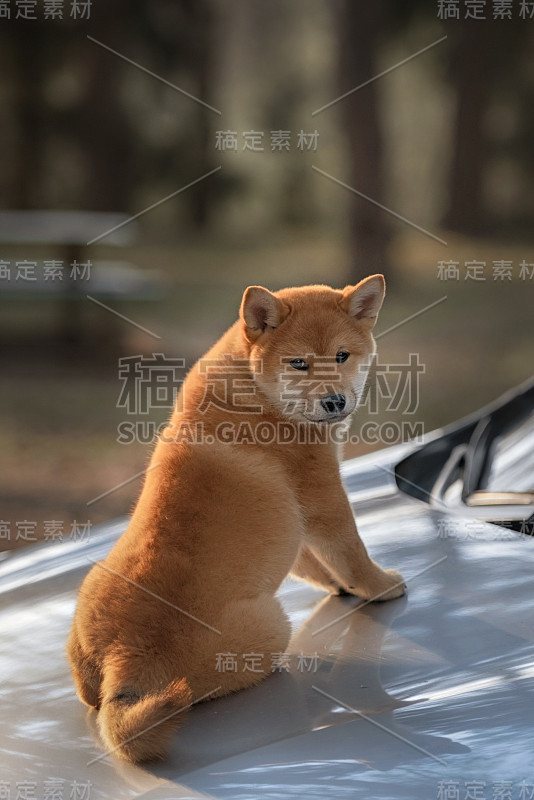 漂亮的年轻红柴犬小狗狗在车上