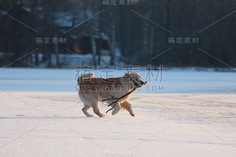 金毛猎犬嘴里叼着棍子跑着。冬天。