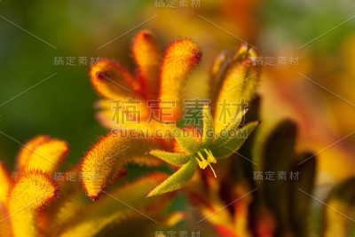 袋鼠爪花，澳大利亚植物
