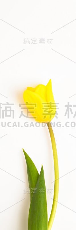 一朵白色背景上的黄色郁金香花。