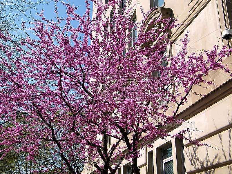 华盛顿开花紫荆树2010