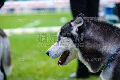 狗