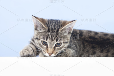 年轻的猫。小猫躺在桌子上
