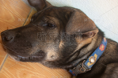 沉睡的狗