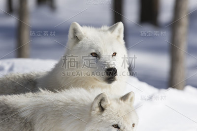 北极狼夫妇
