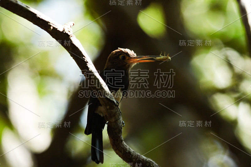 美味的午餐:一只棕色豺狼(Brachygalba lugubris)吃一只昆虫。