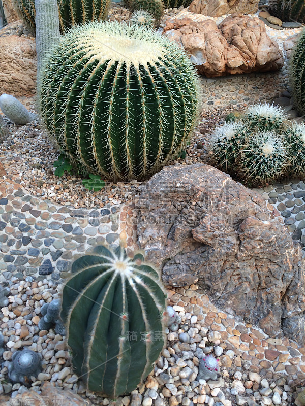 仙人掌的植物