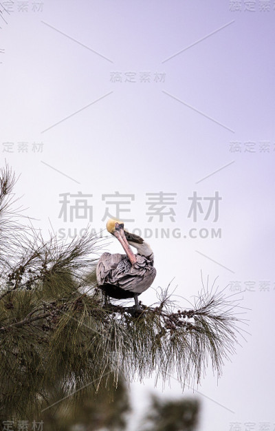 褐鹈鹕，称为西花鹈鹕
