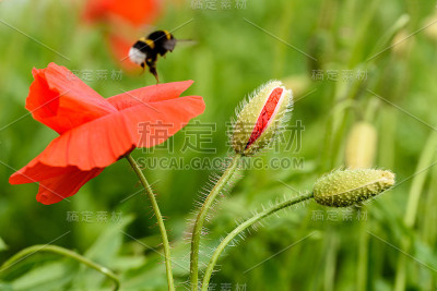 田野里的罂粟花