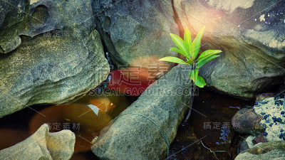 植物生长在石滩