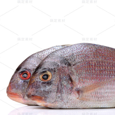 生棘鬣鱼