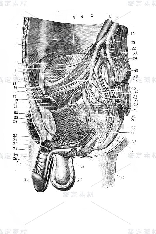 《外科解剖学》旧书中的髂内窝区域，作者B. Anger, 1869年，巴黎