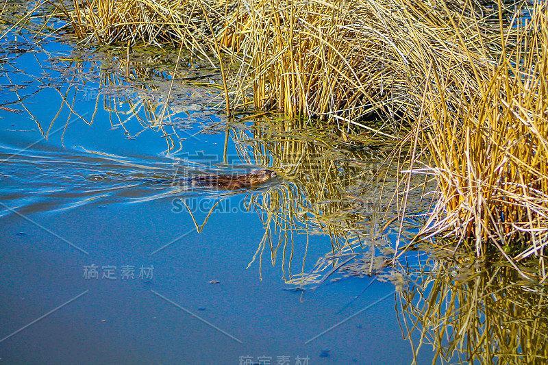 麝鼠在湖中游泳，弗兰克湖，加拿大阿尔伯塔省